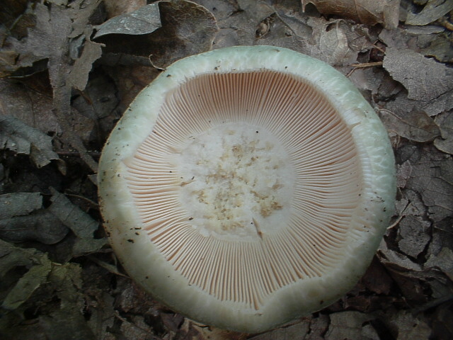 Russula virescens e simpatici segnali direzionali